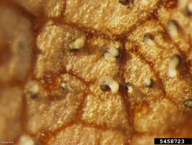 Septoria leaf spot and cankers (Septoria spp. ) on birch (Betula spp. ) - 5458723