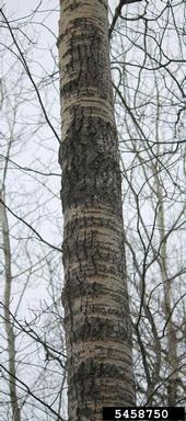 bigtooth aspen, Populus grandidentata  (Salicales: Salicaceae) - 5458750