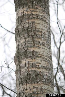 bigtooth aspen, Populus grandidentata  (Salicales: Salicaceae) - 5458751