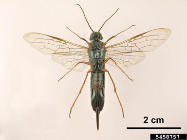 blue horntail woodwasp, Sirex cyaneus  (Hymenoptera: Siricidae) - 5458757