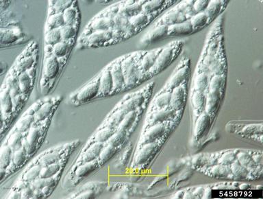 Eastern filbert blight (Anisogramma anomala ) on common filbert (Corylus avellana ) - 5458792
