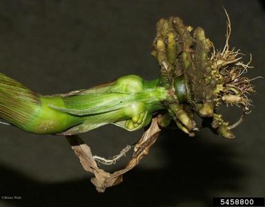 2,4-D (  ) on corn (Zea mays ) - 5458800