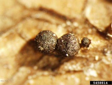 Tubercularia cankers (Tubercularia spp. ) on daphne (Daphne spp. ) - 5458814