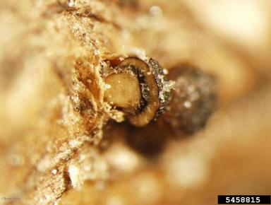 Tubercularia cankers (Tubercularia spp. ) on daphne (Daphne spp. ) - 5458815