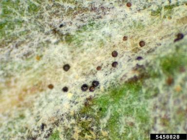 powdery mildew (Erysiphe spp. ) on dogwood (Cornus spp. ) - 5458828