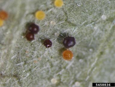 powdery mildew (Phyllactinia spp. ) on dogwood (Cornus spp. ) - 5458836