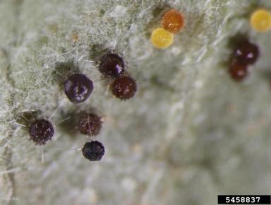 powdery mildew (Phyllactinia spp. ) on dogwood (Cornus spp. ) - 5458837