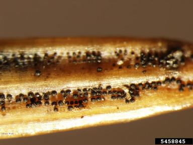 Swiss needle cast (Phaeocryptopus gaeumannii ) on Douglas-fir (Pseudotsuga spp. ) - 5458845
