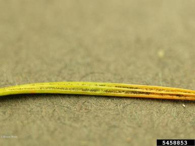 Swiss needle cast (Phaeocryptopus gaeumannii ) on Douglas-fir (Pseudotsuga spp. ) - 5458853