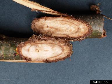 Dutch elm disease (Ophiostoma ulmi ) on elm (Ulmus spp. ) - 5458855
