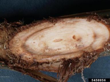 Dutch elm disease (Ophiostoma ulmi ) on elm (Ulmus spp. ) - 5458856
