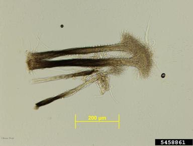 Dutch elm disease (Ophiostoma ulmi ) on elm (Ulmus spp. ) - 5458861