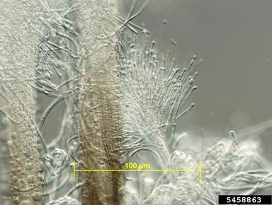 Dutch elm disease (Ophiostoma ulmi ) on elm (Ulmus spp. ) - 5458863