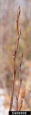 balsam poplar, Populus balsamifera  (Salicales: Salicaceae) - 5458908