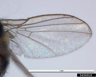 vegetable leafminer, Liriomyza sativae  (Diptera: Agromyzidae) - 5458918