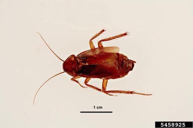 oriental cockroach, Blatta orientalis  (Blattodea: Blattidae) - 5458925