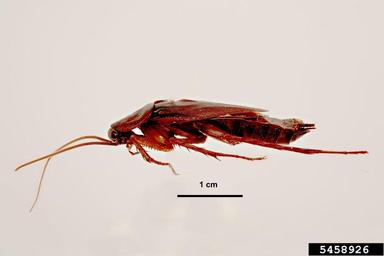 oriental cockroach, Blatta orientalis  (Blattodea: Blattidae) - 5458926