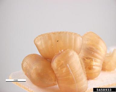 brownbanded cockroach, Supella longipalpa  (Blattodea: Blattellidae) - 5458933