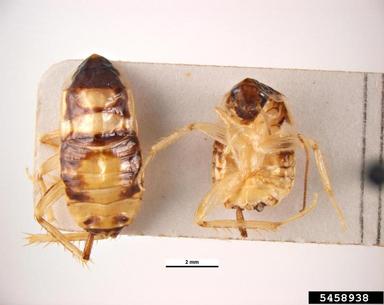 brownbanded cockroach, Supella longipalpa  (Blattodea: Blattellidae) - 5458938