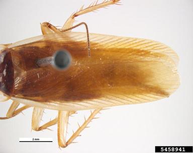 brownbanded cockroach, Supella longipalpa  (Blattodea: Blattellidae) - 5458941