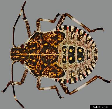 brown marmorated stink bug, Halyomorpha halys  (Hemiptera: Pentatomidae) - 5458959