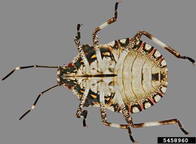 brown marmorated stink bug, Halyomorpha halys  (Hemiptera: Pentatomidae) - 5458960