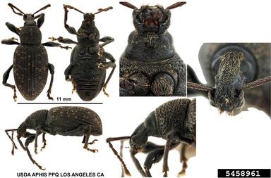 black vine weevil, Otiorhynchus sulcatus  (Coleoptera: Curculionidae) - 5458961