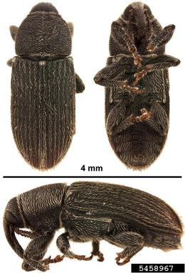 stem miner weevil, Mecinus pyraster  (Coleoptera: Curculionidae) - 5458967