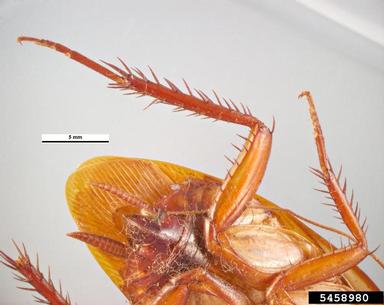 Australian cockroach, Periplaneta australasiae  (Blattodea: Blattidae) - 5458980