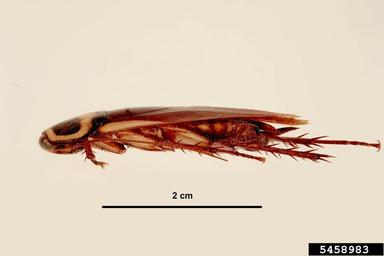 Australian cockroach, Periplaneta australasiae  (Blattodea: Blattidae) - 5458983