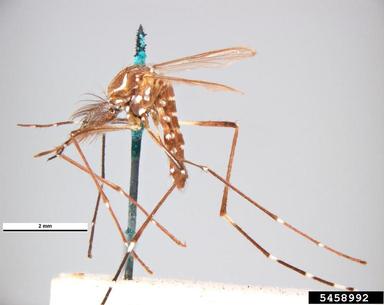 yellowfever mosquito, Aedes aegypti  (Diptera: Culicidae) - 5458992