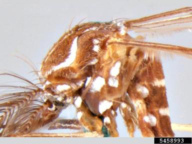 yellowfever mosquito, Aedes aegypti  (Diptera: Culicidae) - 5458993