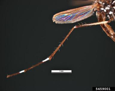 yellowfever mosquito, Aedes aegypti  (Diptera: Culicidae) - 5459001