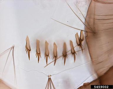 yellowfever mosquito, Aedes aegypti  (Diptera: Culicidae) - 5459002