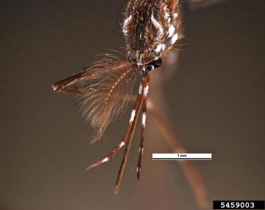 yellowfever mosquito, Aedes aegypti  (Diptera: Culicidae) - 5459003