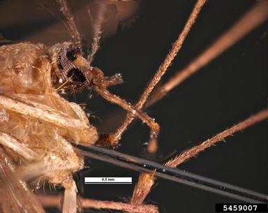 southern house mosquito, Culex quinquefasciatus  (Diptera: Culicidae) - 5459007