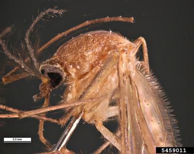 southern house mosquito, Culex quinquefasciatus  (Diptera: Culicidae) - 5459011