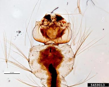 southern house mosquito, Culex quinquefasciatus  (Diptera: Culicidae) - 5459013