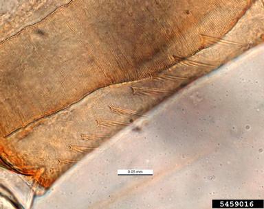 southern house mosquito, Culex quinquefasciatus  (Diptera: Culicidae) - 5459016