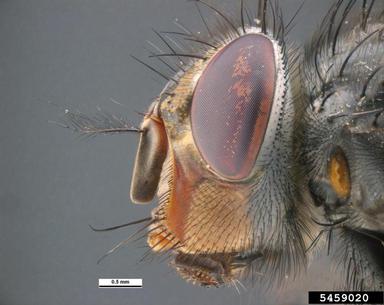 blue blowfly, Calliphora vicina  (Diptera: Calliphoridae) - 5459020