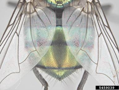 hairy maggot blow fly, Chrysomya rufifacies  (Diptera: Calliphoridae) - 5459039