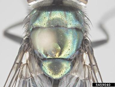 hairy maggot blow fly, Chrysomya rufifacies  (Diptera: Calliphoridae) - 5459040