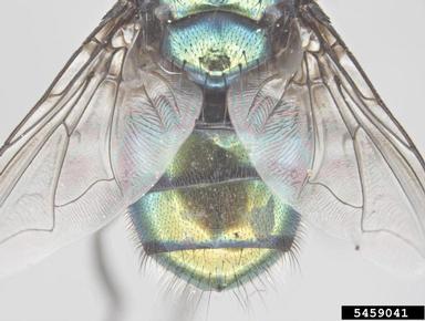 hairy maggot blow fly, Chrysomya rufifacies  (Diptera: Calliphoridae) - 5459041
