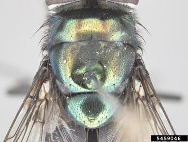 hairy maggot blow fly, Chrysomya rufifacies  (Diptera: Calliphoridae) - 5459046