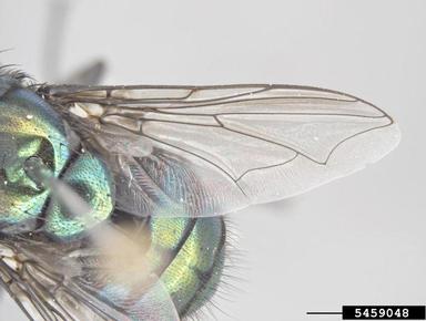 hairy maggot blow fly, Chrysomya rufifacies  (Diptera: Calliphoridae) - 5459048