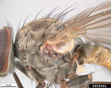 little house fly, Fannia canicularis  (Diptera: Fanniidae) - 5459061