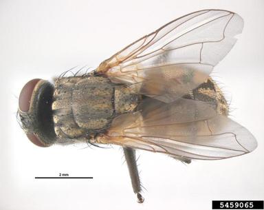 house fly, Musca domestica  (Diptera: Muscidae) - 5459065