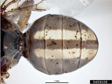 fruit fly, Bactrocera kirki  (Diptera: Tephritidae) - 5459106