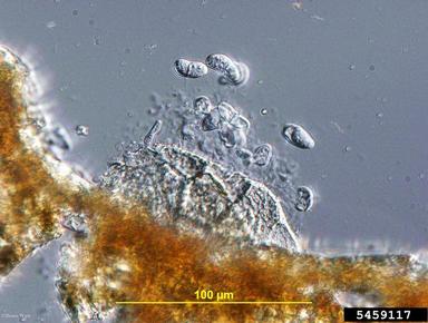 Marssonina leaf spot (Marssonina betulae ) on birch (Betula spp. ) - 5459117