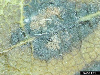 Marssonina leaf spot (Marssonina betulae ) on birch (Betula spp. ) - 5459121